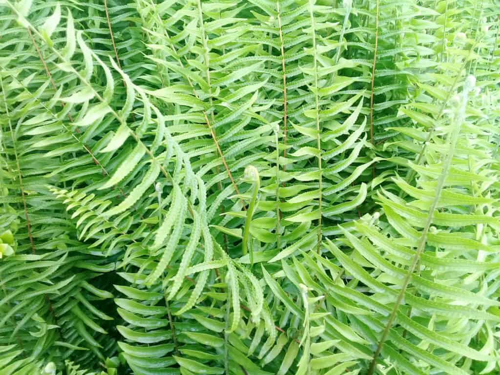 Nephrolepis biserrata (Macho Fern)