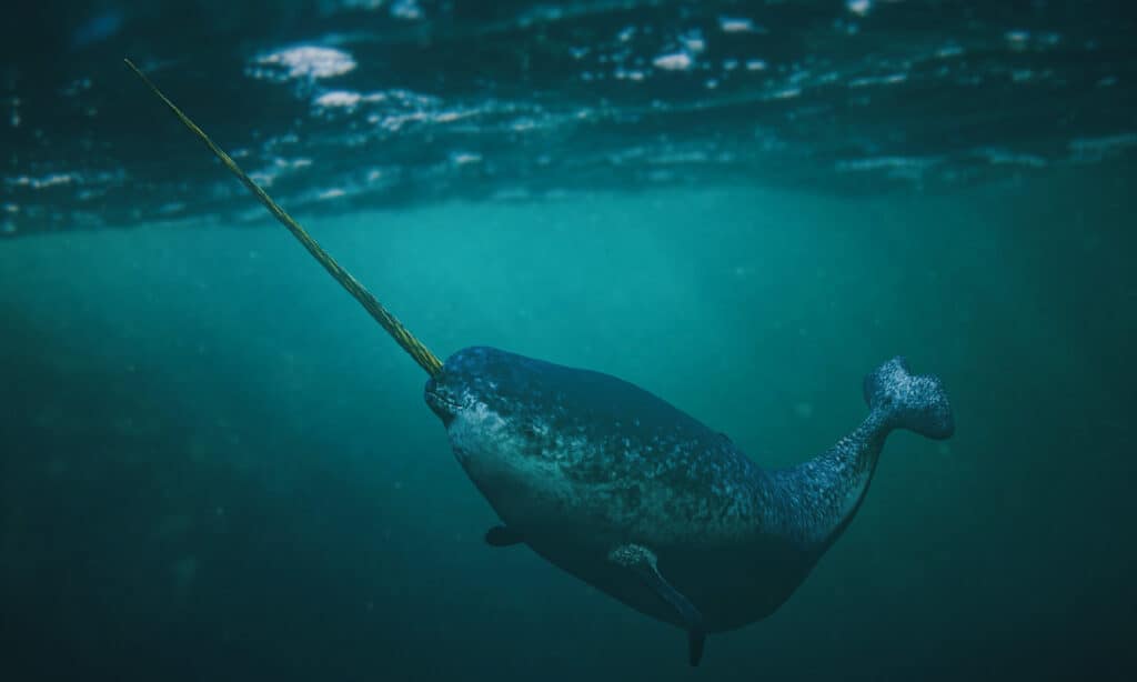 Narwhal, Underwater, Tusk, Whale, Animal