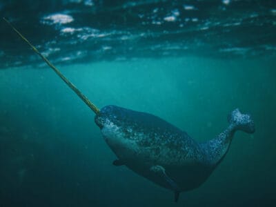 A Narwhal