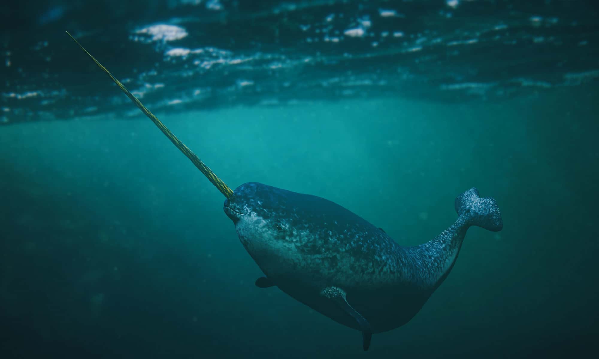 Narwhal Tusk Close Up