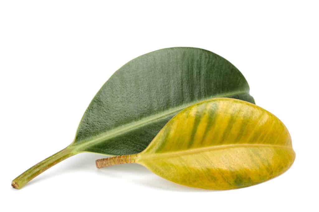 A yellowed ficus leaf in front of a green leaf. Illustration of vitamin deficiency, lack of minerals, nutrients. Two ficus leaves on a white background