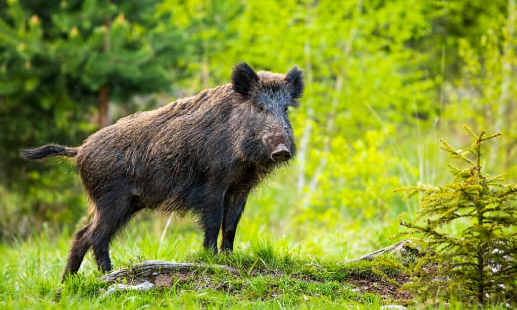 Wild Boar, Forest, Animals In The Wild, Large, Domestic Pig, Feral Hog