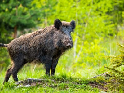 A Wild Hogs in Florida: How Many Are There and Where Do They Live?