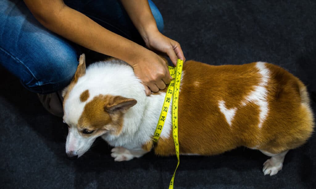 A brown and white corgi  being measured with a bright yellow tape measure with black numbers and lines. The tape measure is being held by a human with light brown skin.The human is in the upper left frame, squatting , their blue jean covers thighs are visible only. the corgi takes up the rest of the frame, facing left looking down.