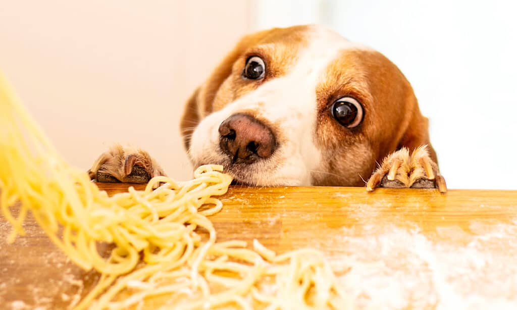 Dog, Pasta, Eating, Spaghetti, Food