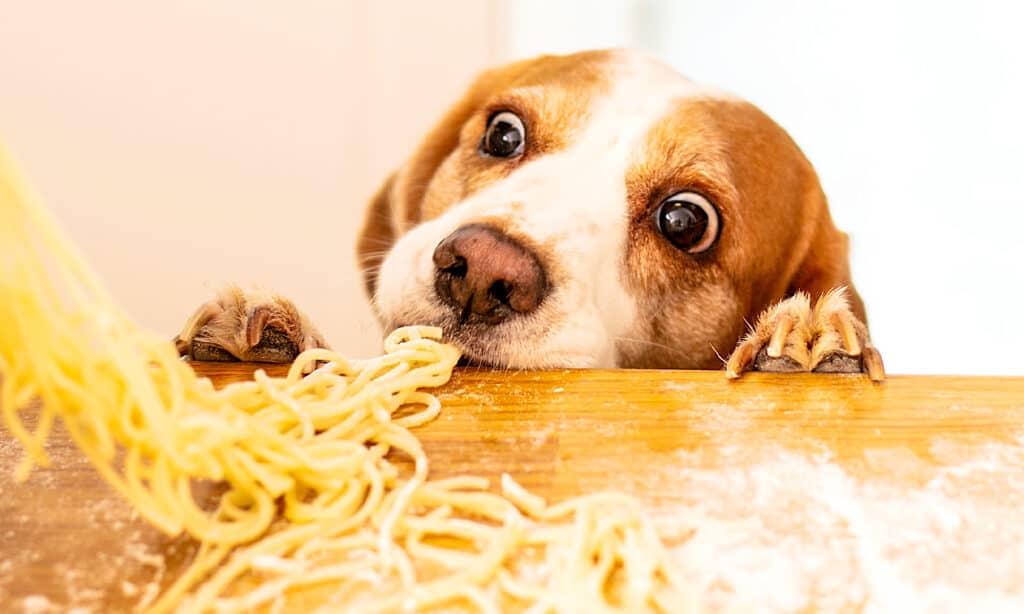 can dogs eat spaghetti meat sauce