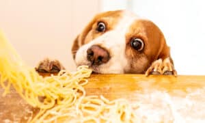 4 Ways to Stop Your Dog From Counter-Surfing for Food Picture