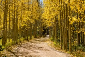 10 Places Where Fall Foliage is Peaking in Colorado Picture