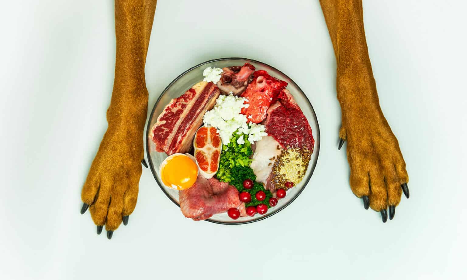 What Is Choline Chloride in Dog Food? Is It Healthy? AZ Animals