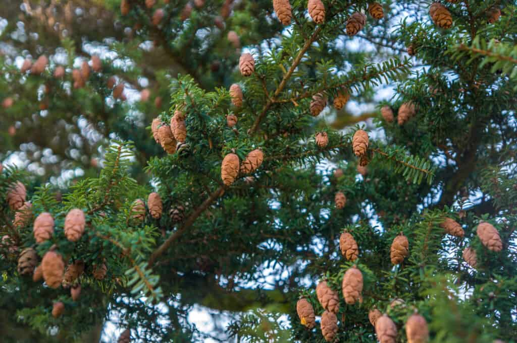 Hemlock Bonsai Tree