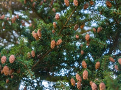 A Western Hemlock vs. Eastern Hemlock Tree: 4 Differences Between These Towering Giants