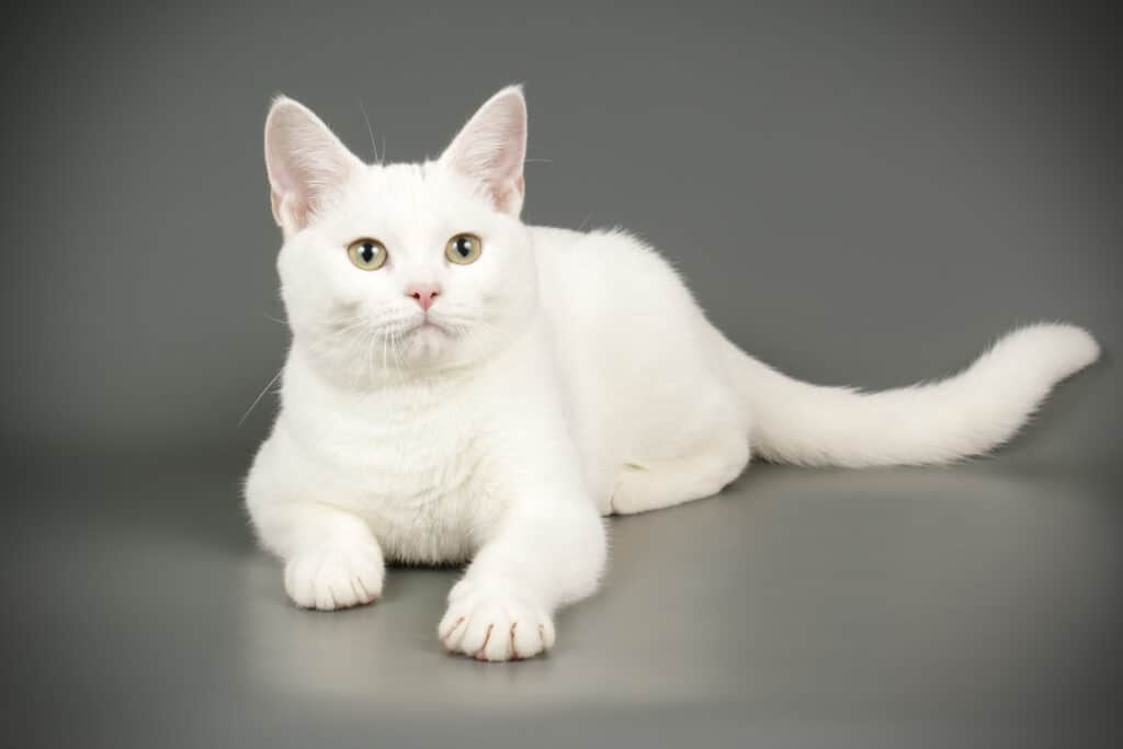 American shorthair cat on colored backgrounds