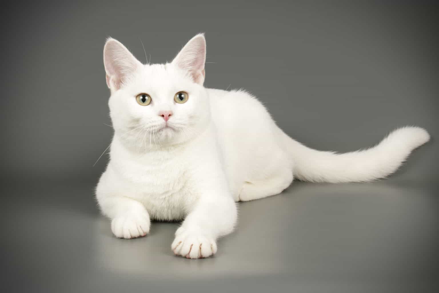 Exploring The Diverse World Of White Cat Breeds A Z Animals Exploring The Diverse World Of White Cat Breeds A Z Animals