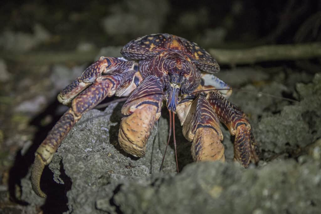 Coconut Crab