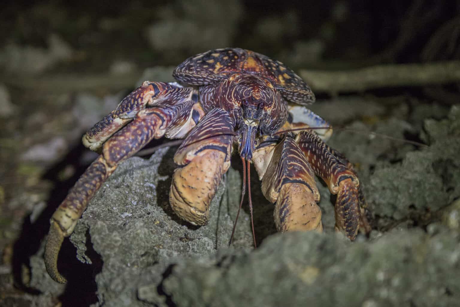 What Do Coconut Crabs Eat? - A-Z Animals