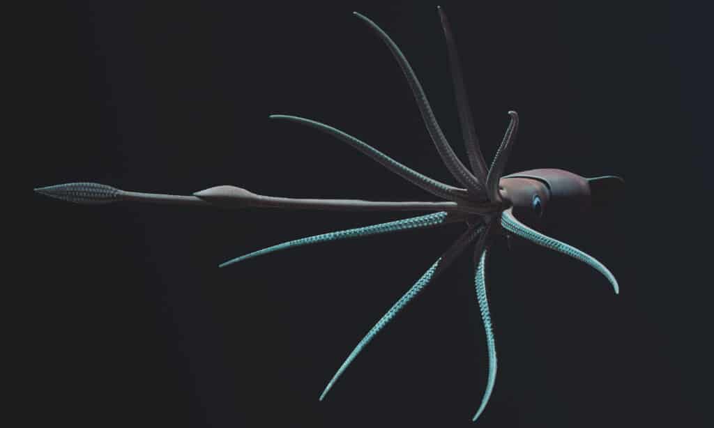 Giant Squid, Black Background, Calamari, Squid, Tentacle