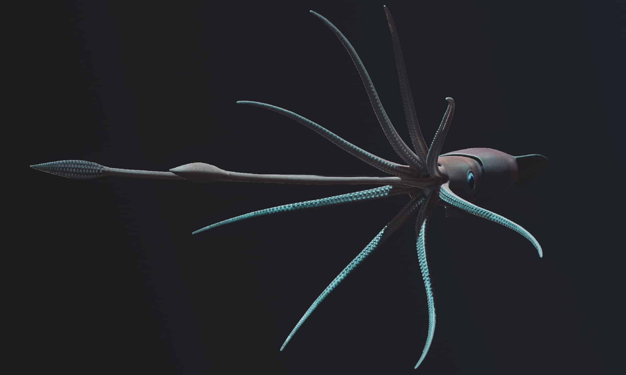 Giant Squid, Black Background, Calamari, Squid, Tentacle