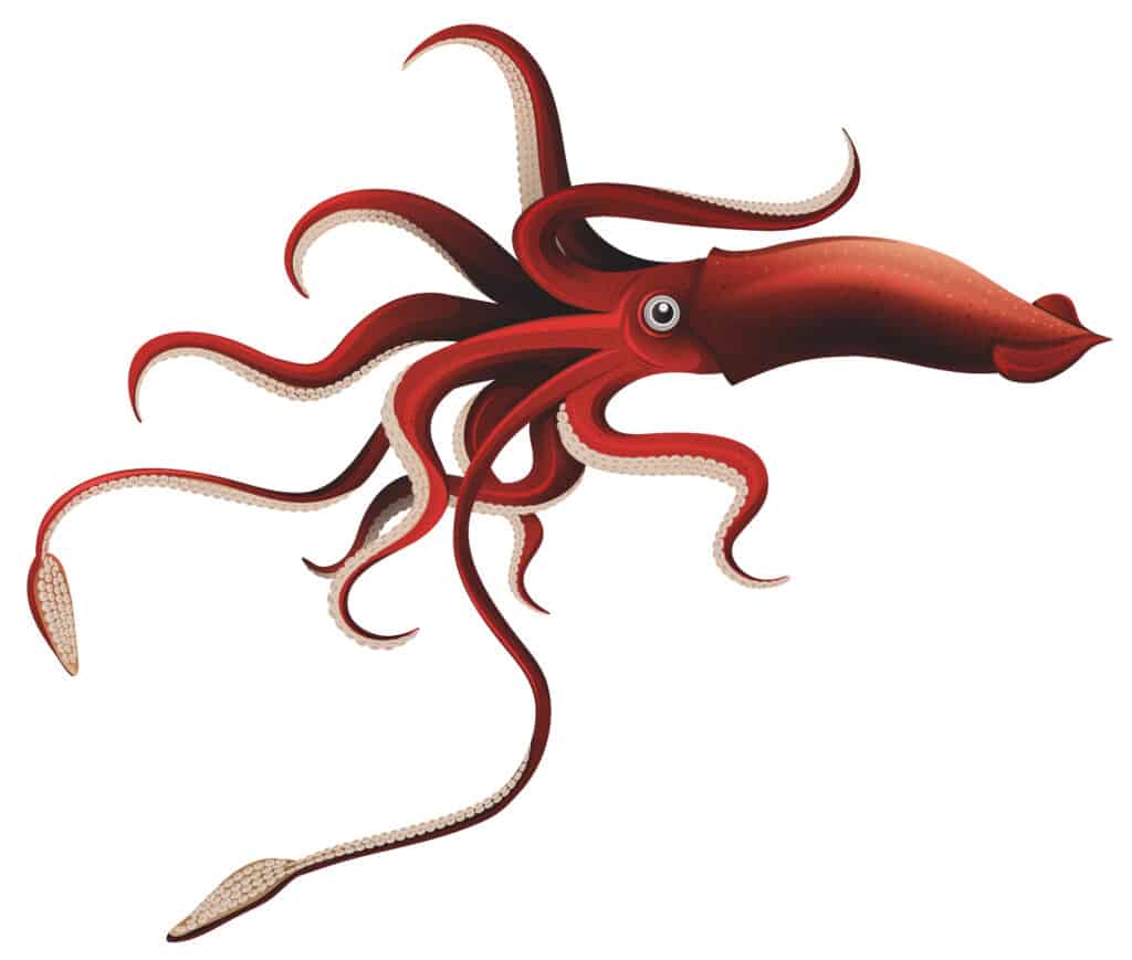 Giant Squid,  