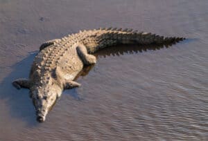 Watch a Clueless Pigeon Waltz Straight at a Crocodile and Disappear In a Blink Picture