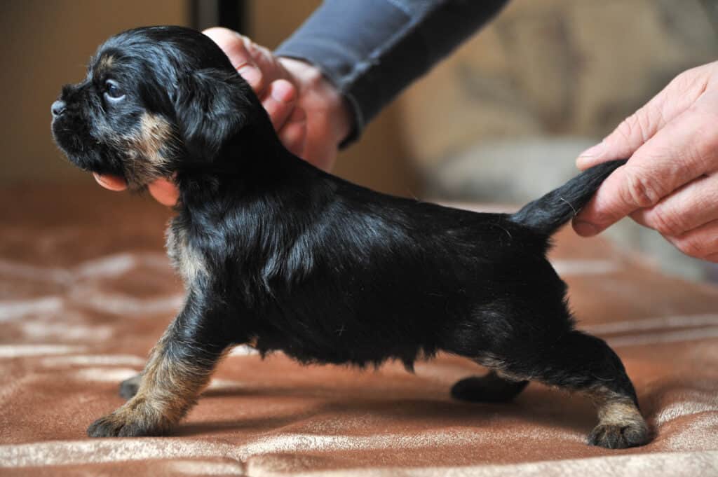 Growth Jagdterrier - Puppy weight chart Jagdterrier