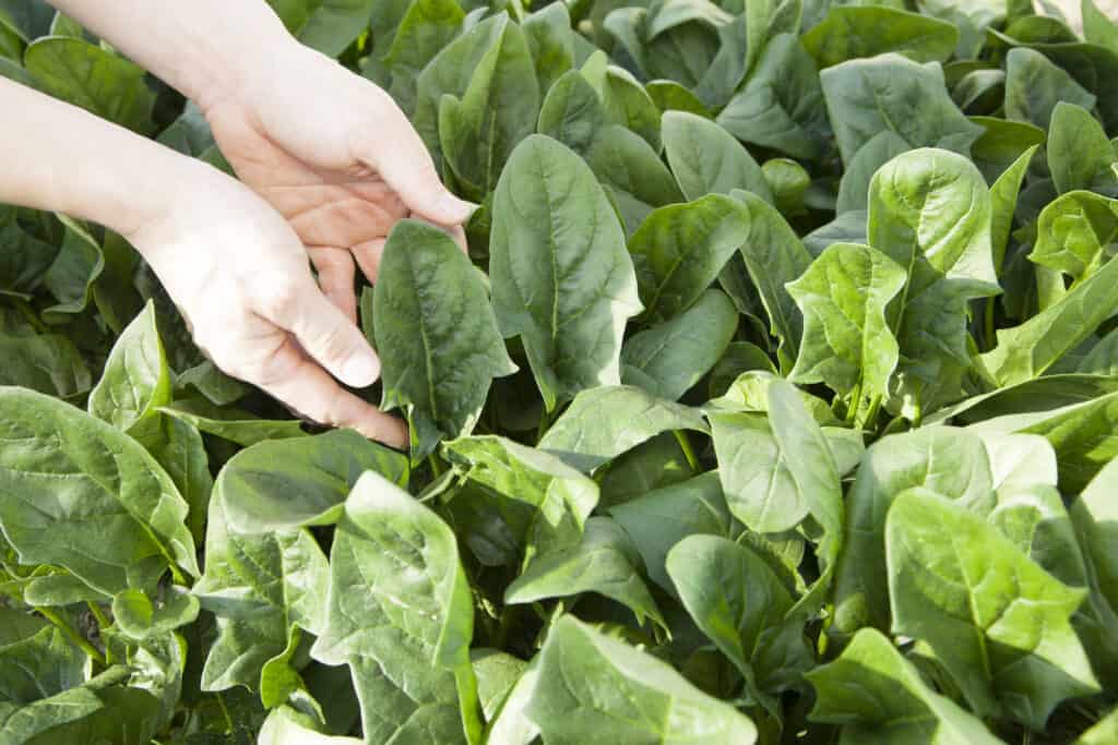 Healthy spinach will be dark green or a vibrant bright green
