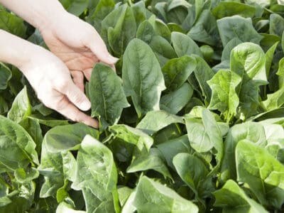 A How to Grow Spinach: Your Complete Guide