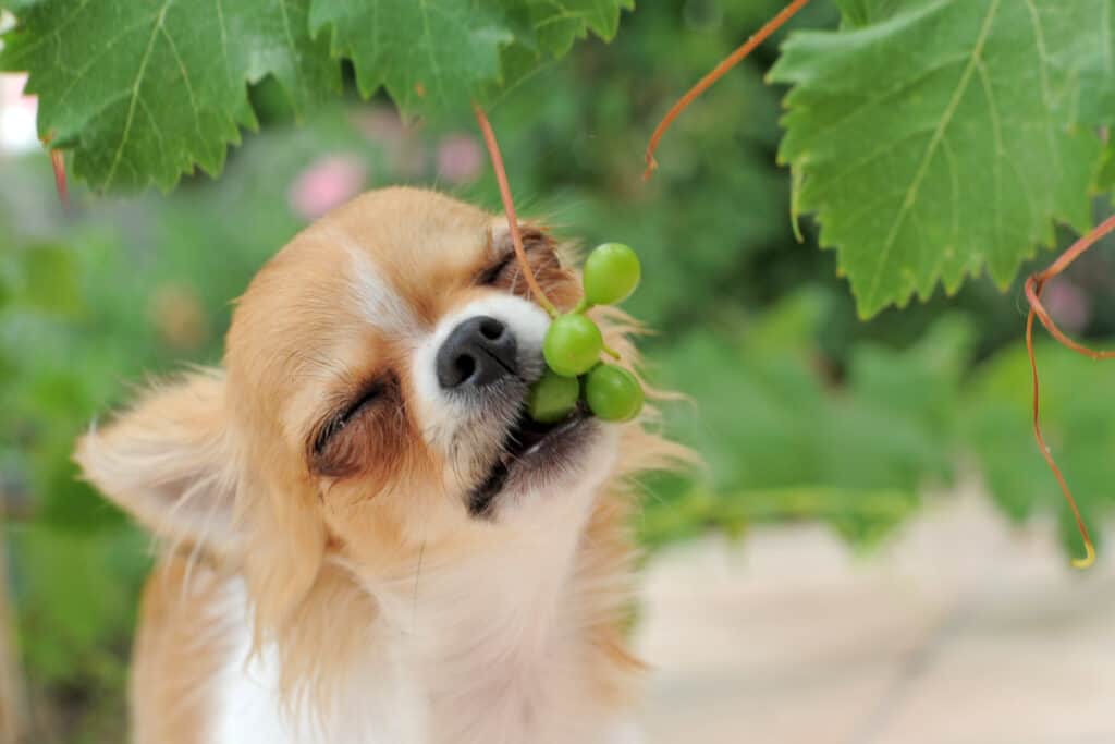 Dog eating berries from tree
