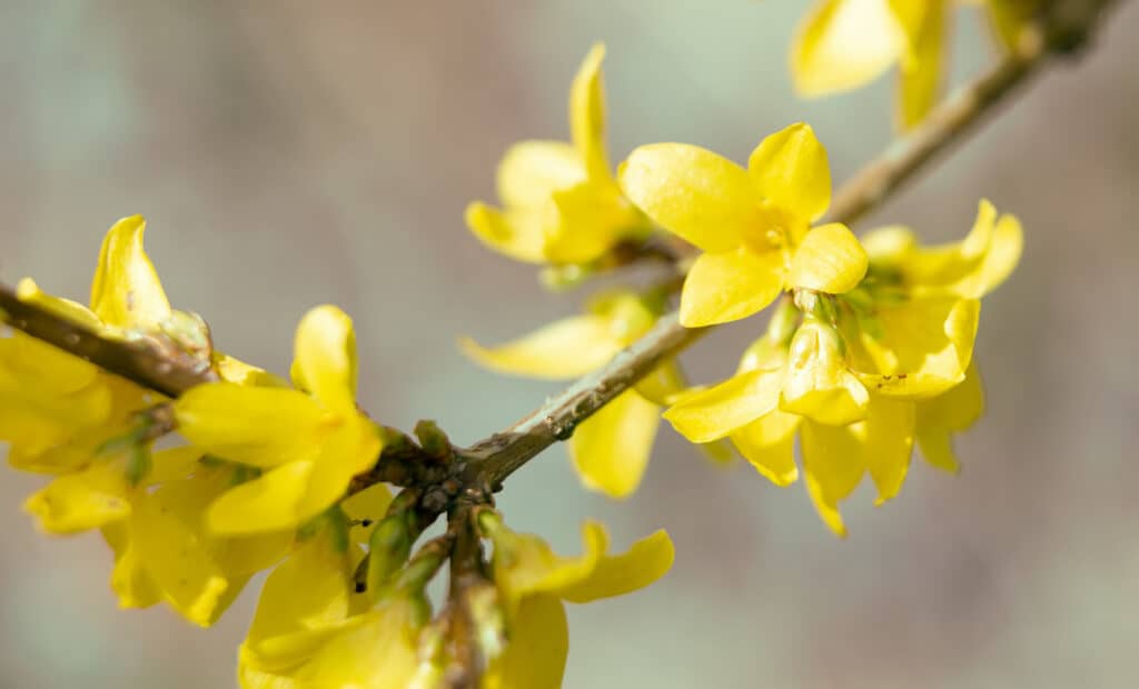 Forsythia is a fast-growing, low-maintenance shrub that blooms in the early spring with showy, bell-shaped yellow flowers. 