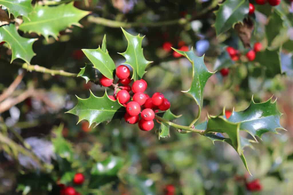 what to plant in December