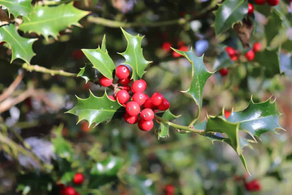 Ilex or holly tree