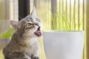Discover Why Cats Open Their Mouth When They Smell Picture