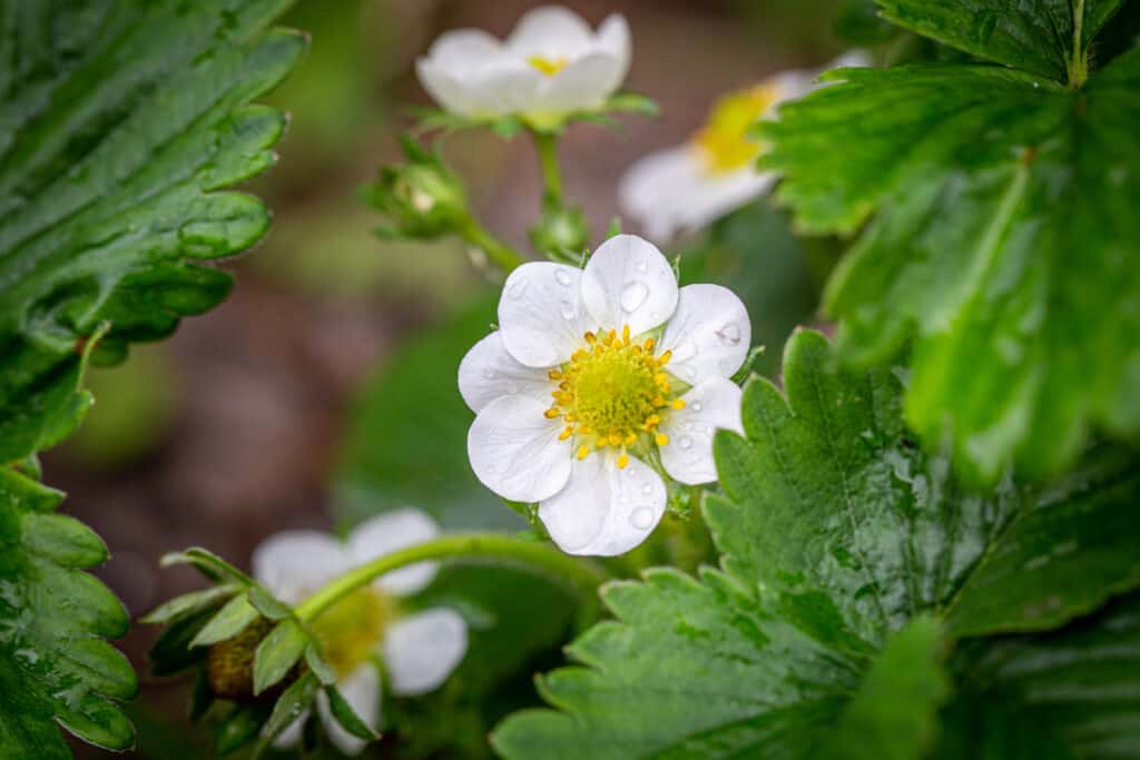 a singe blooming white petaled strawberry flower with a yellow with a patina of rain drops surrounded by green leaves.