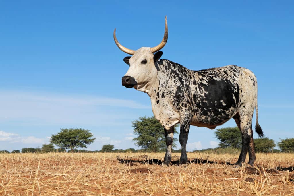 Not only can Nguni cattle withstand harsh climate conditions including extreme heat and cold, but they are also tick resistant!