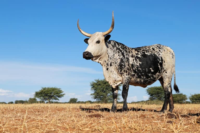 Nguni cow in field