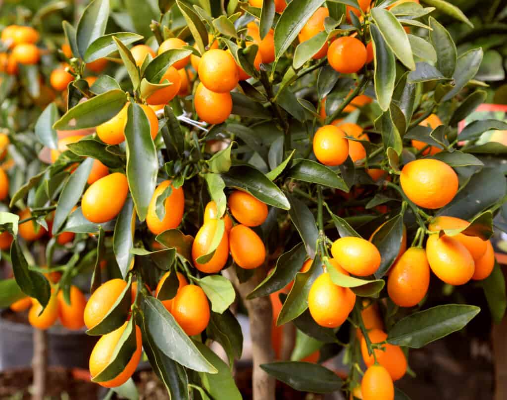 Kumquat tree covered with ripe fruit