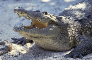 This 125 Year-Old Crocodile Is So Fat It Looks Like a Lizard Pancake photo