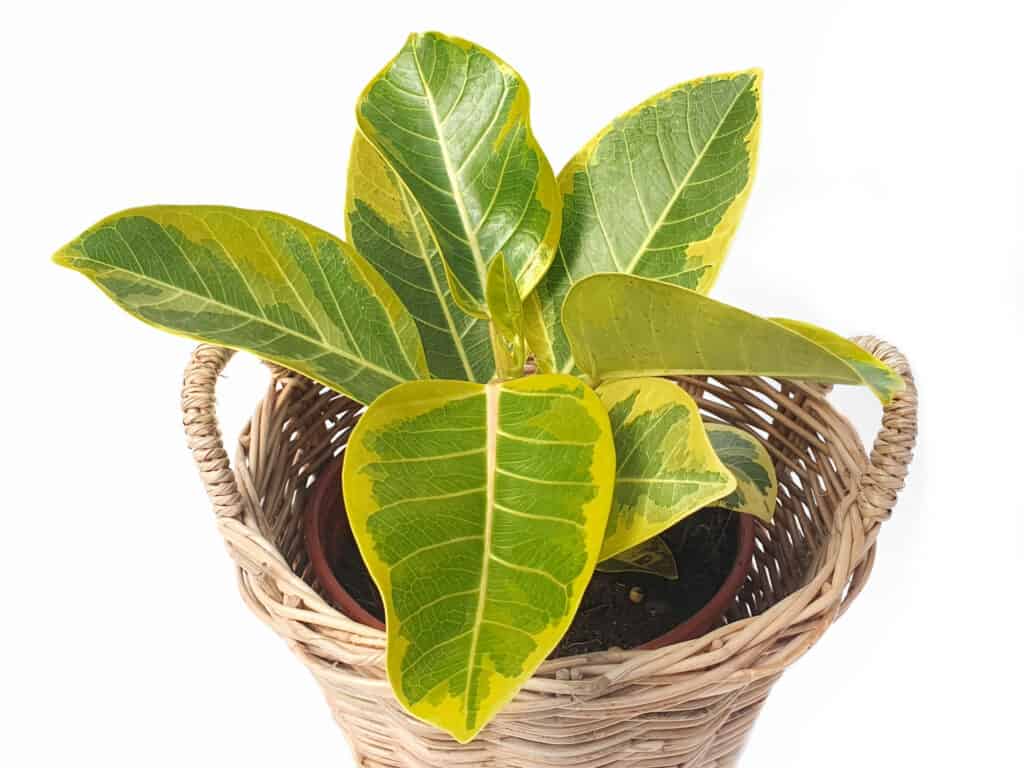 Ficus Altissima Blume 'Golden Edge' in wicker basket