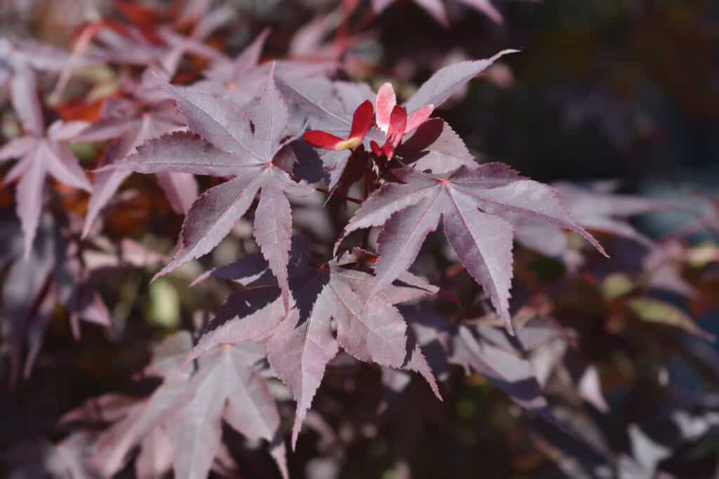 Acer palmatum 'Bloodgood' (Bloodgood Japanese maple) leaves