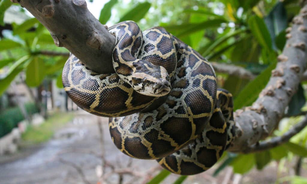 Burmese Pythons are now living in Florida and as far west as Louisiana, and these snakes can hunt and eat skunks.