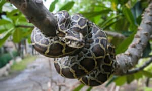 Florida Showdown: Who Emerges Victorious in a Rattlesnake vs. Python Battle? Picture