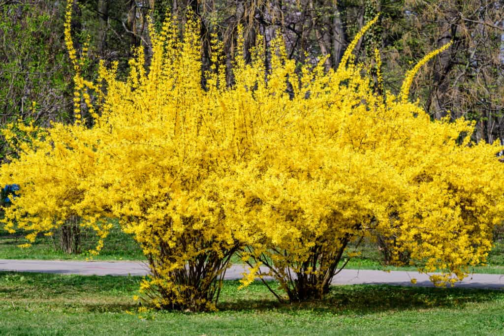 The colorful forsythia plant is native to Asia and first emerged in European gardens in the middle of the 19th century.
