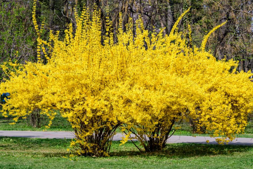 Large Forsythia Bushes in a yard