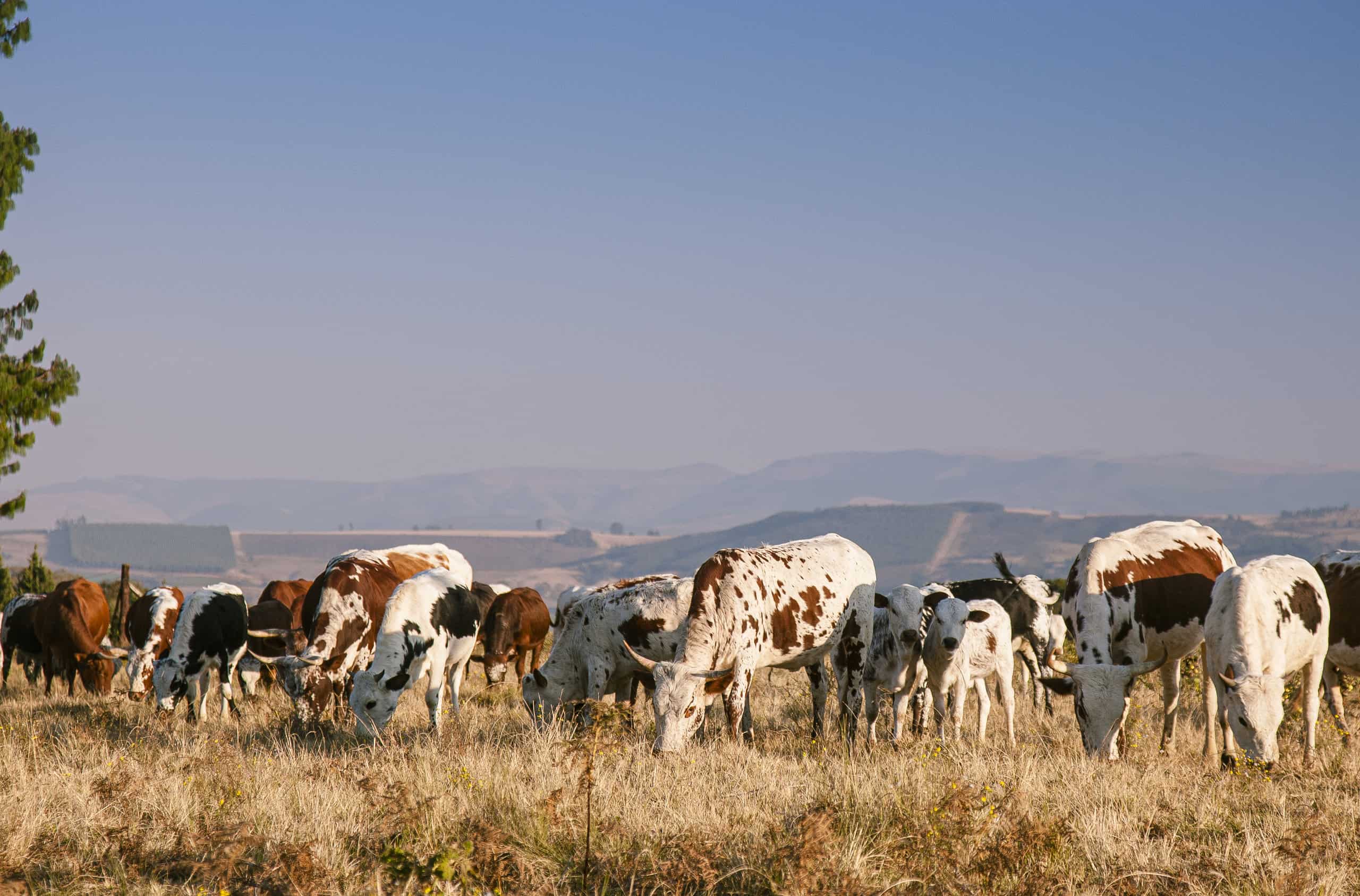 Herd of Nguni cattle