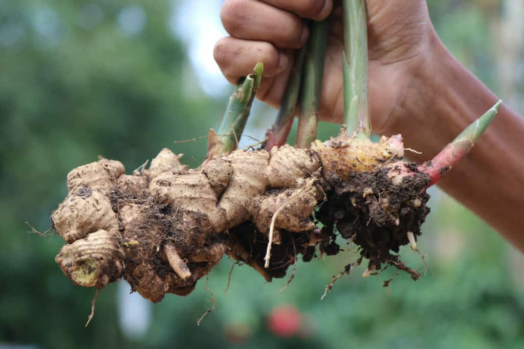 Fresh ginger pulled from the ground with a plant in hand