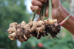 How to Grow Ginger Root: Your Complete Guide Picture