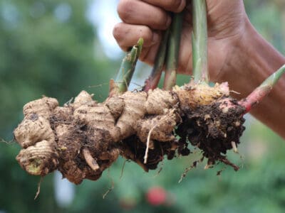 A How to Grow Ginger Root: Your Complete Guide