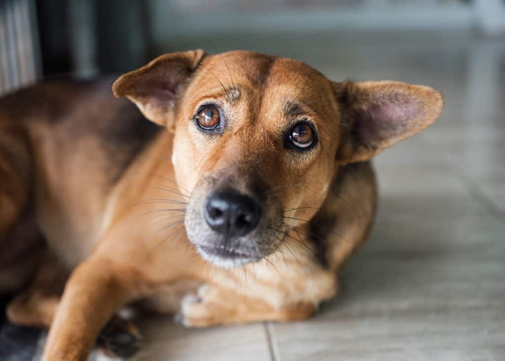 Dog laying down looking sad