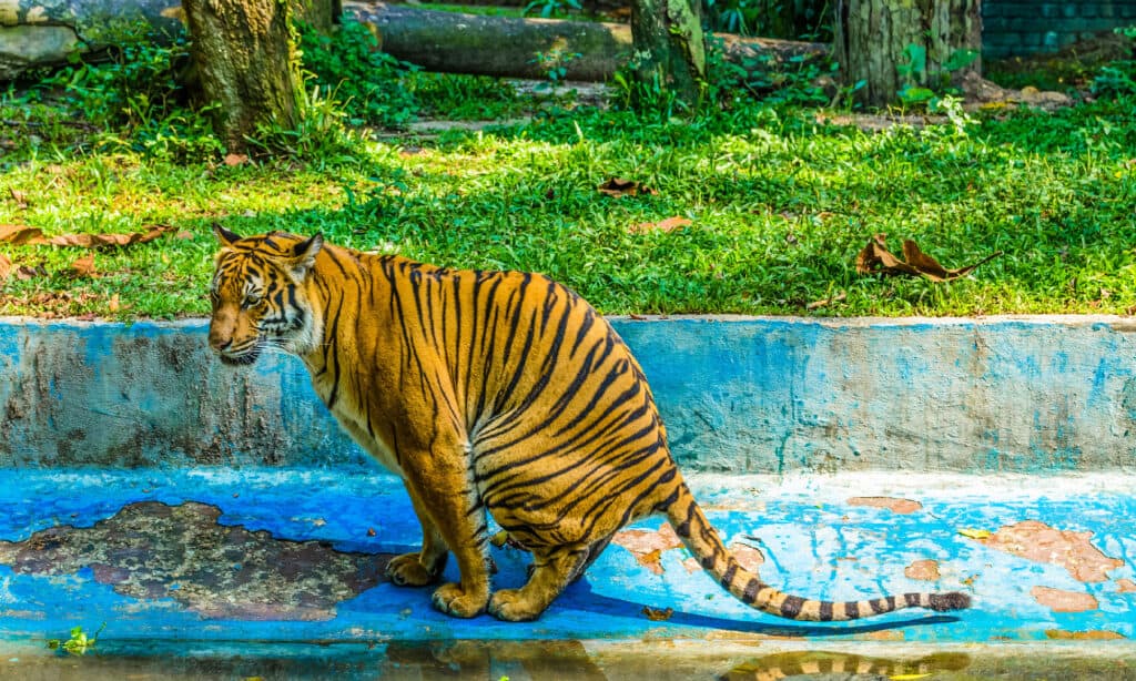 Tiger, Defecating, Backgrounds, Wildcat - Animal, Anger, poop