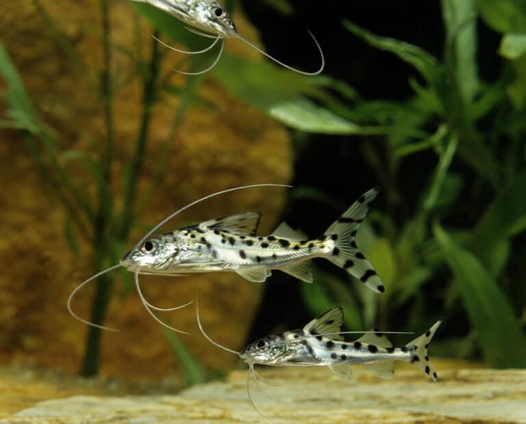 Pictus catfish in a tank