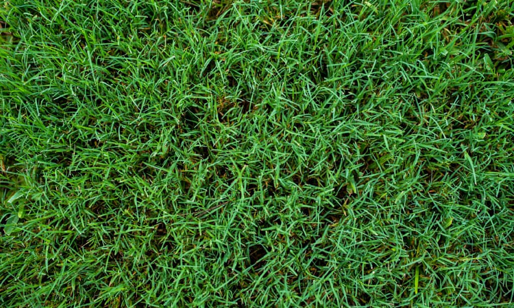 Grass, Bermuda, Lawn, Abstract, Backgrounds